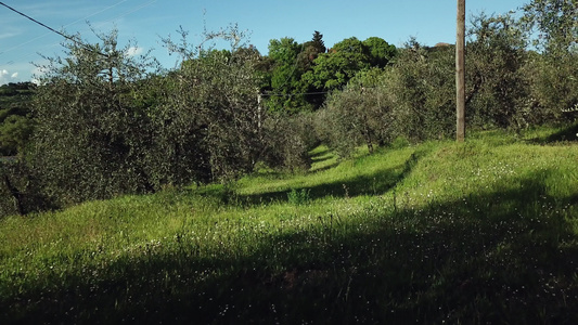 意大利翁布里亚的草地与树木的无人机镜头视频