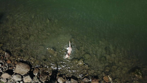 空中无人机拍摄的女孩站在意大利翁布里亚湖的岩石岸边为她的狗扔棍子19秒视频