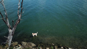 在意大利翁布里亚的一个湖中站着的狗的空中无人机镜头10秒视频