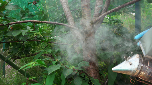 养蜂人吸食蜜蜂视频