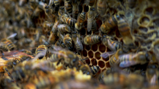 检查蜂巢框架的养蜂人视频