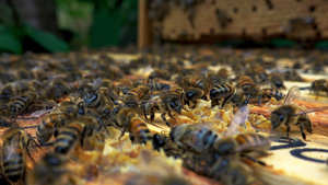 检查蜂巢框架的养蜂人16秒视频