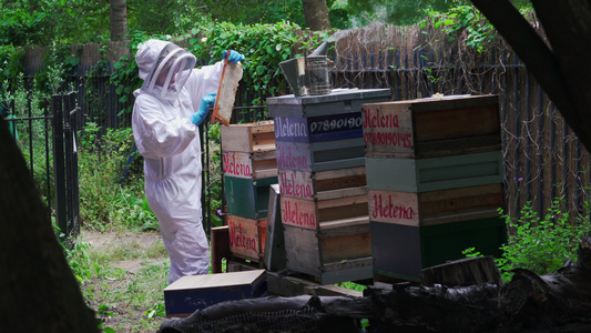 养蜂人维护蜂箱视频