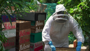 养蜂人维护蜂箱16秒视频
