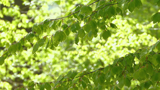 夏日阳光透过树叶视频