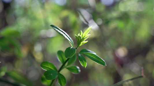 春天发芽的迎春花视频