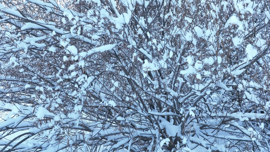 寒冬山林雪林雪冬雾凇丛林树挂视频