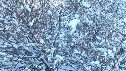 寒冬山林雪林雪冬雾凇丛林树挂视频