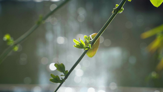 春天发芽的迎春花视频