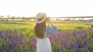 4K春天鼠尾草花丛里的少女20秒视频