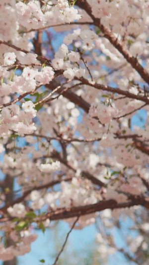 初春唯美樱花树下女生单人旅游18秒视频