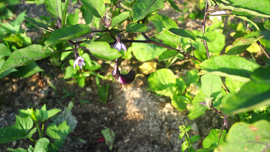 菜地菜园地瓜苗茄子视频