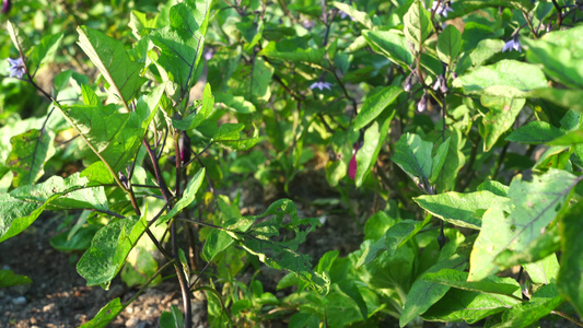 菜地菜园地瓜苗茄子视频