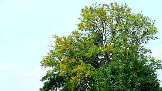 尖刺毛灌木的黄花朵开花视频