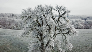 冰雪森林30秒视频