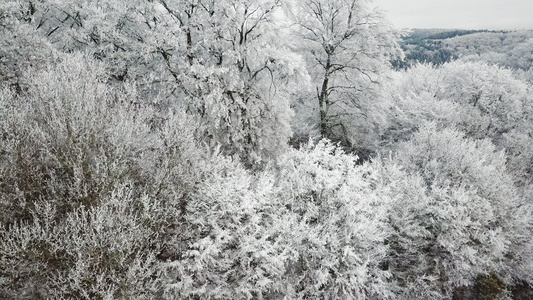 德国森林的冬天视频
