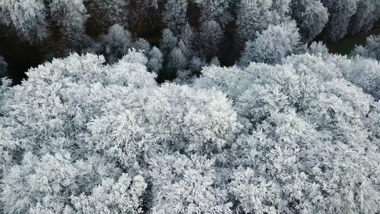 德国森林白雪皑皑视频