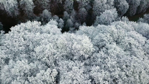 德国森林白雪皑皑23秒视频