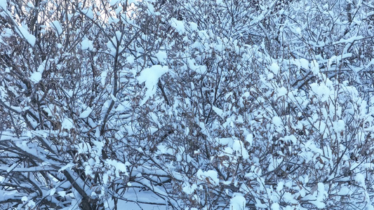 寒冬山林雪林雪冬雾凇丛林树挂视频