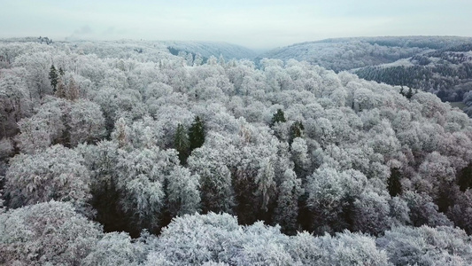 德国森林白雪皑皑视频