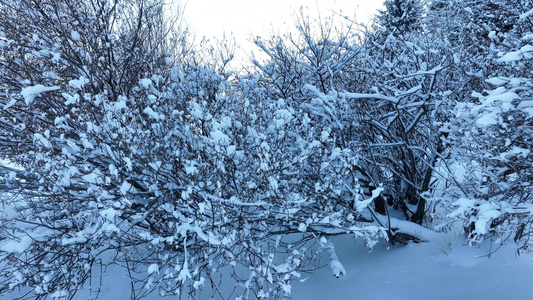 寒冬山林雪林雪冬雾凇丛林树挂视频