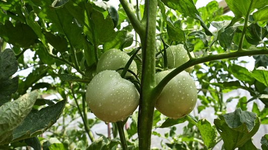 西红柿种植视频