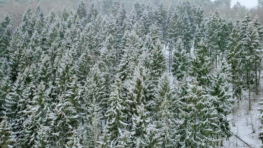 冬天大雪皑皑的森林视频