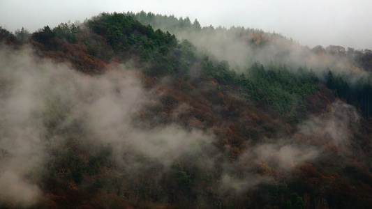 森林上空的雾视频