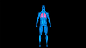 医学人体肺模型动画元素带透明度通道20秒视频
