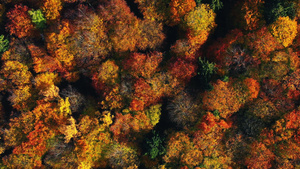 秋天航拍森林俯瞰20秒视频