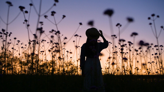 4K夕阳下少女在花丛中的背影剪影视频