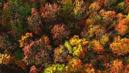秋天的森林视频