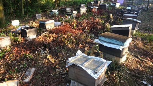 蜜蜂蜂箱养蜂视频