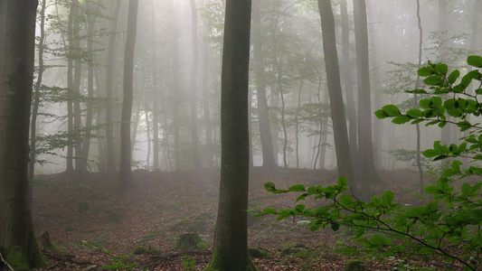 雾中的森林视频