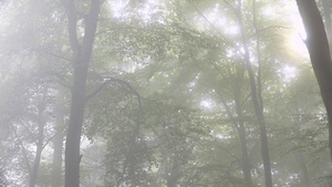 雾中的森林13秒视频