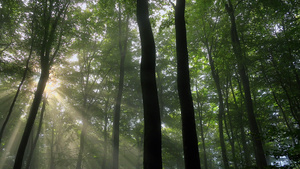 阳光下的森林17秒视频