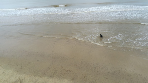 沙滩上的狗11秒视频