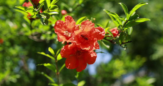 石榴科石榴花视频