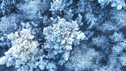 大兴安岭寒冬雪松雪林雪景视频