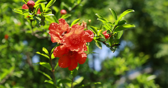 石榴科石榴花视频