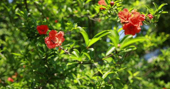 石榴科石榴花视频