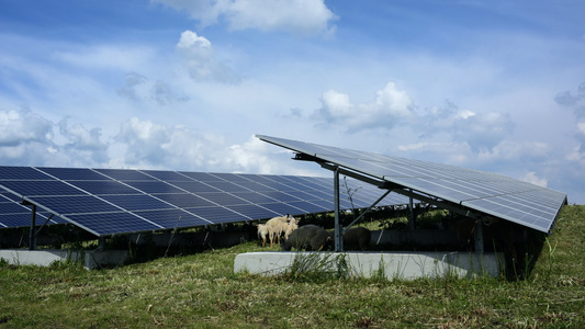 太阳能农场的绵羊视频