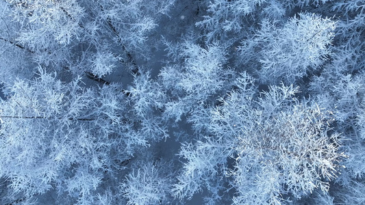 大兴安岭寒冬雪松雪林雪景视频