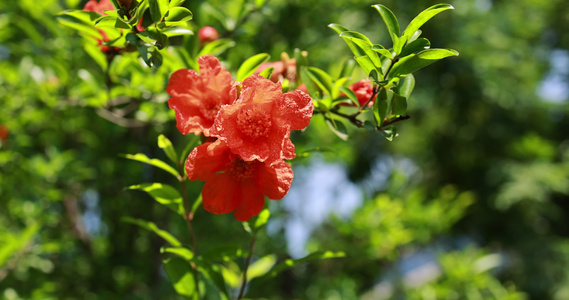 石榴科石榴花视频