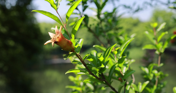 石榴科石榴花视频