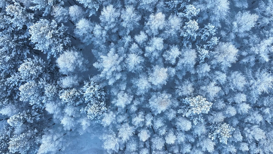 大兴安岭寒冬雪松雪林雪景视频