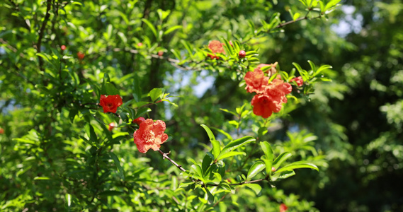 石榴科石榴花视频