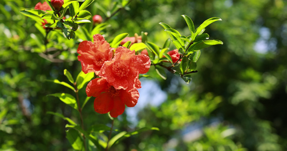 石榴科石榴花视频