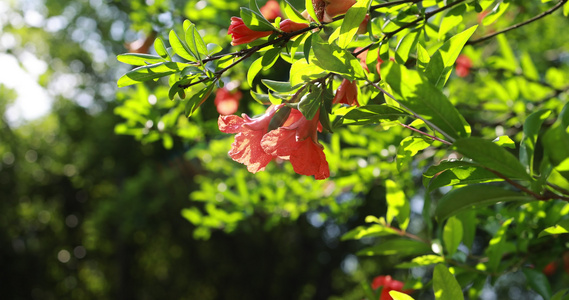 石榴科石榴花视频