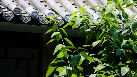 夏日风景下的屋檐瓦片视频